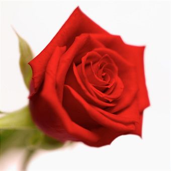 red rose2.jpg